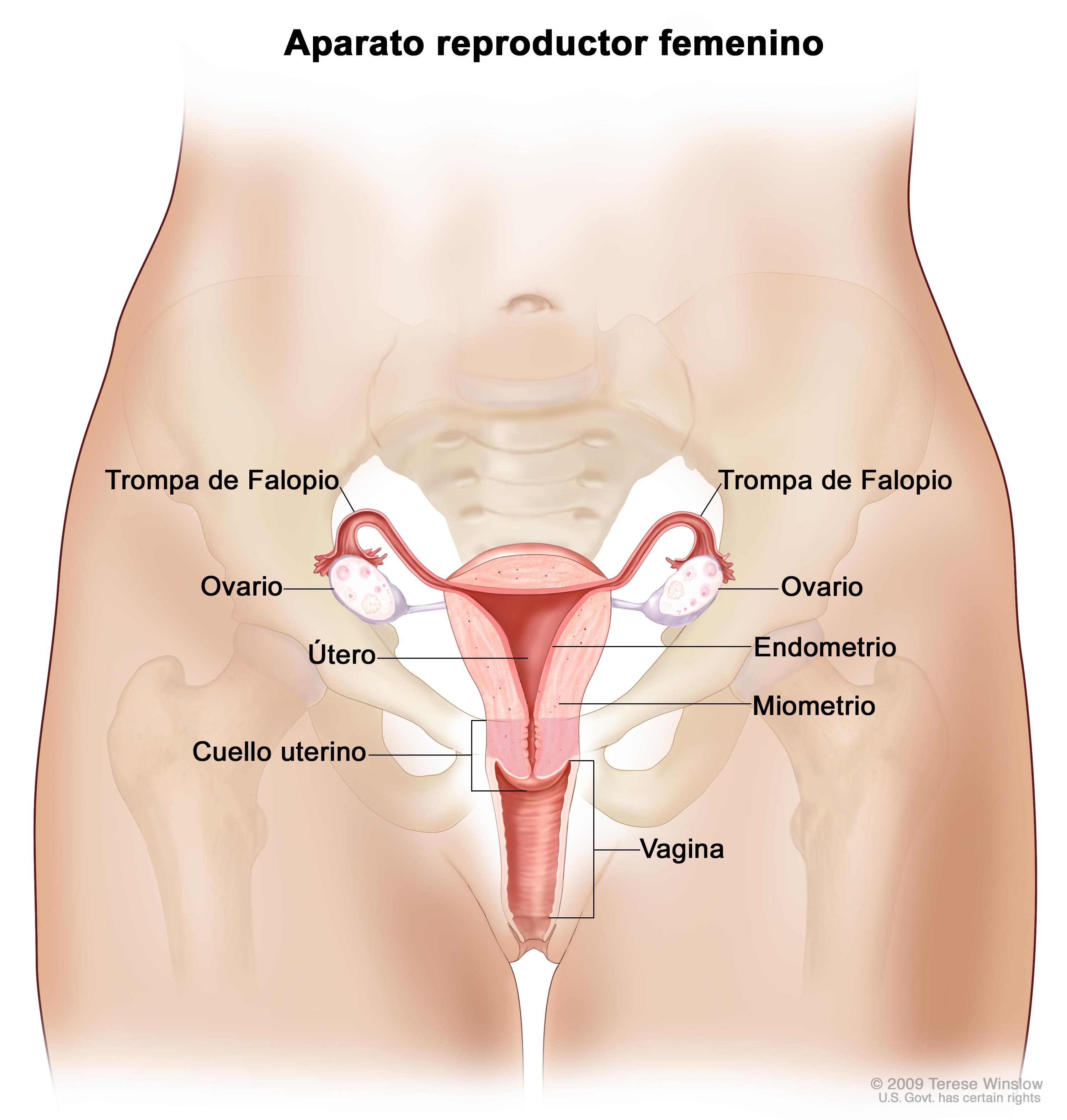 Partes de la vagina