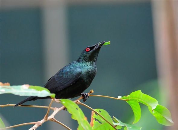 best of Glossy starling Asian