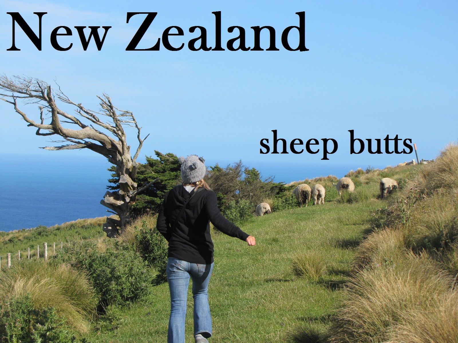 best of Sheep Kiwi joke
