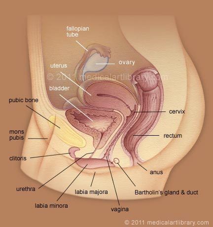 Brownie reccomend View of penis inside vagina