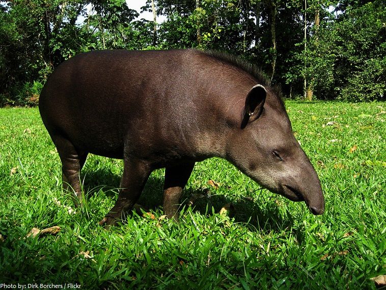 Malayan tapir fun facts