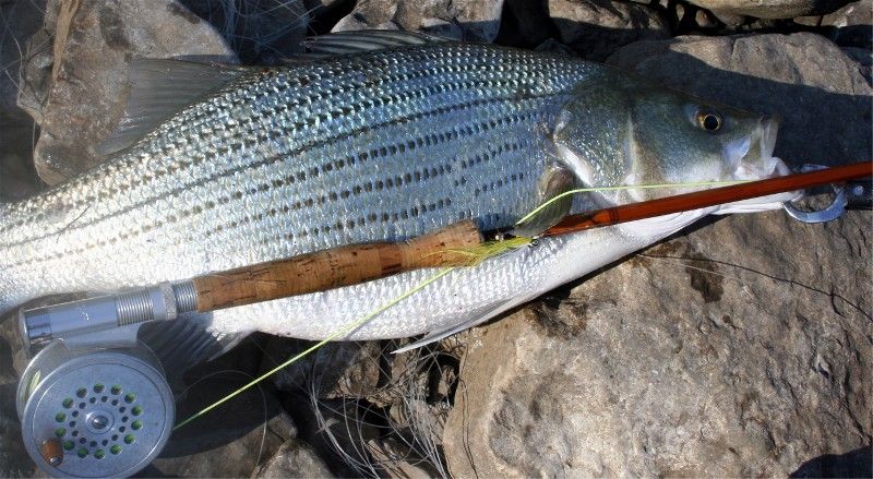 Fly fish striped bass