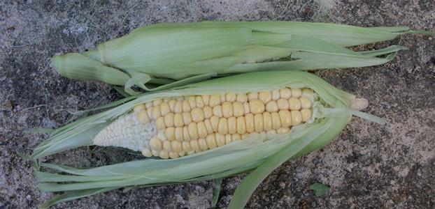 Golden midget corn information How to Grow Sweet Midget Corn