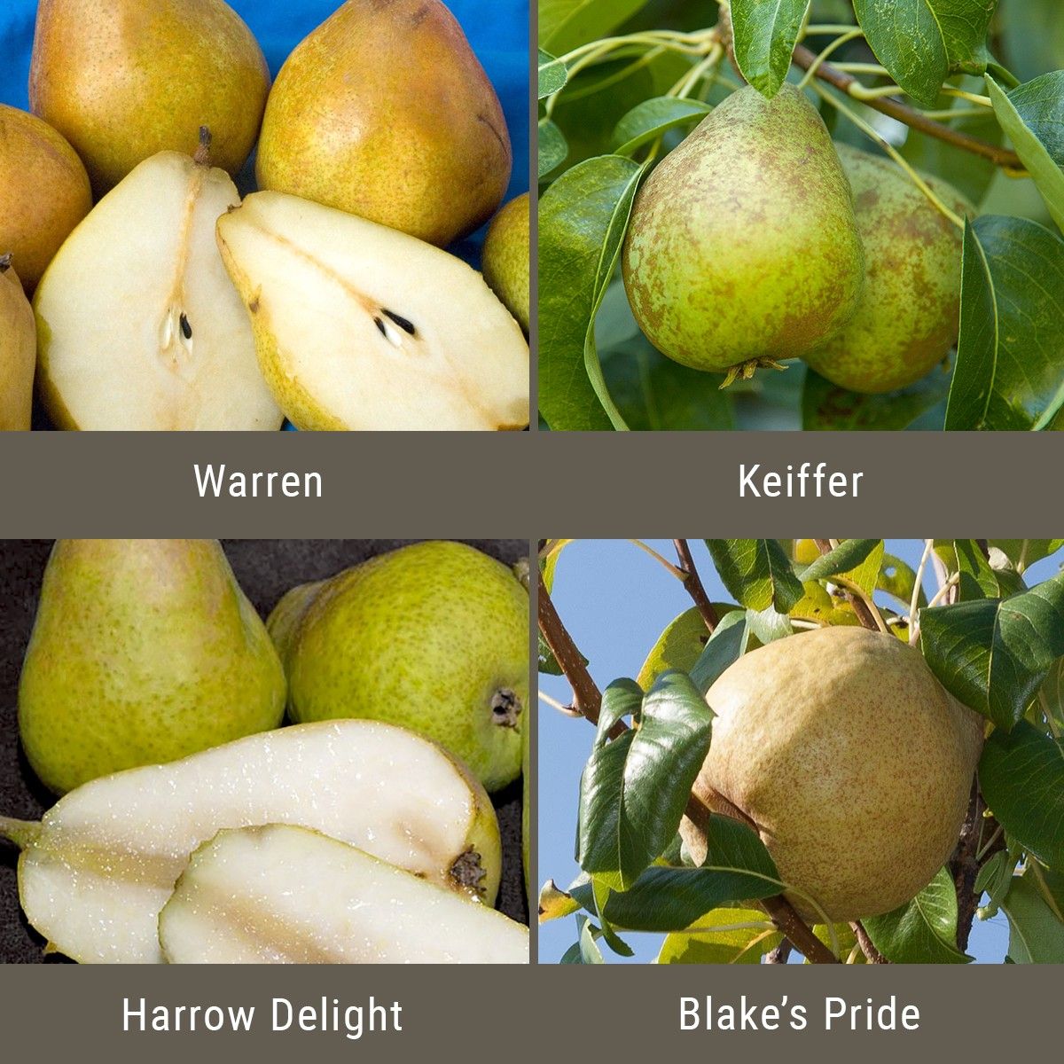 Chewbacca reccomend Grafting multiple varieties of asian pear