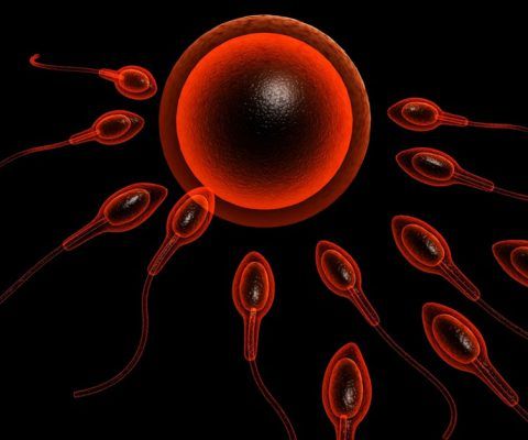 Chip S. reccomend How long can sperm actually live