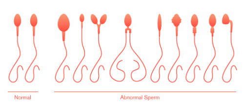 best of Stay intack sperm long do How