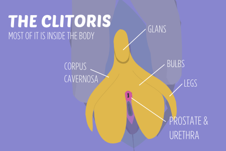 Merlot reccomend Information on the clitoris