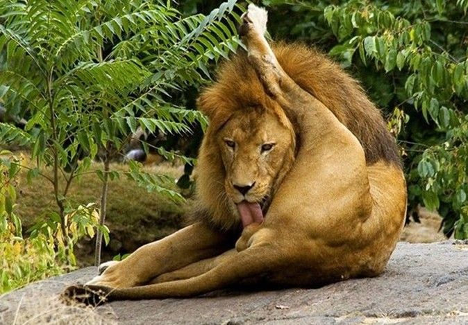 Lion licks womans anal hole