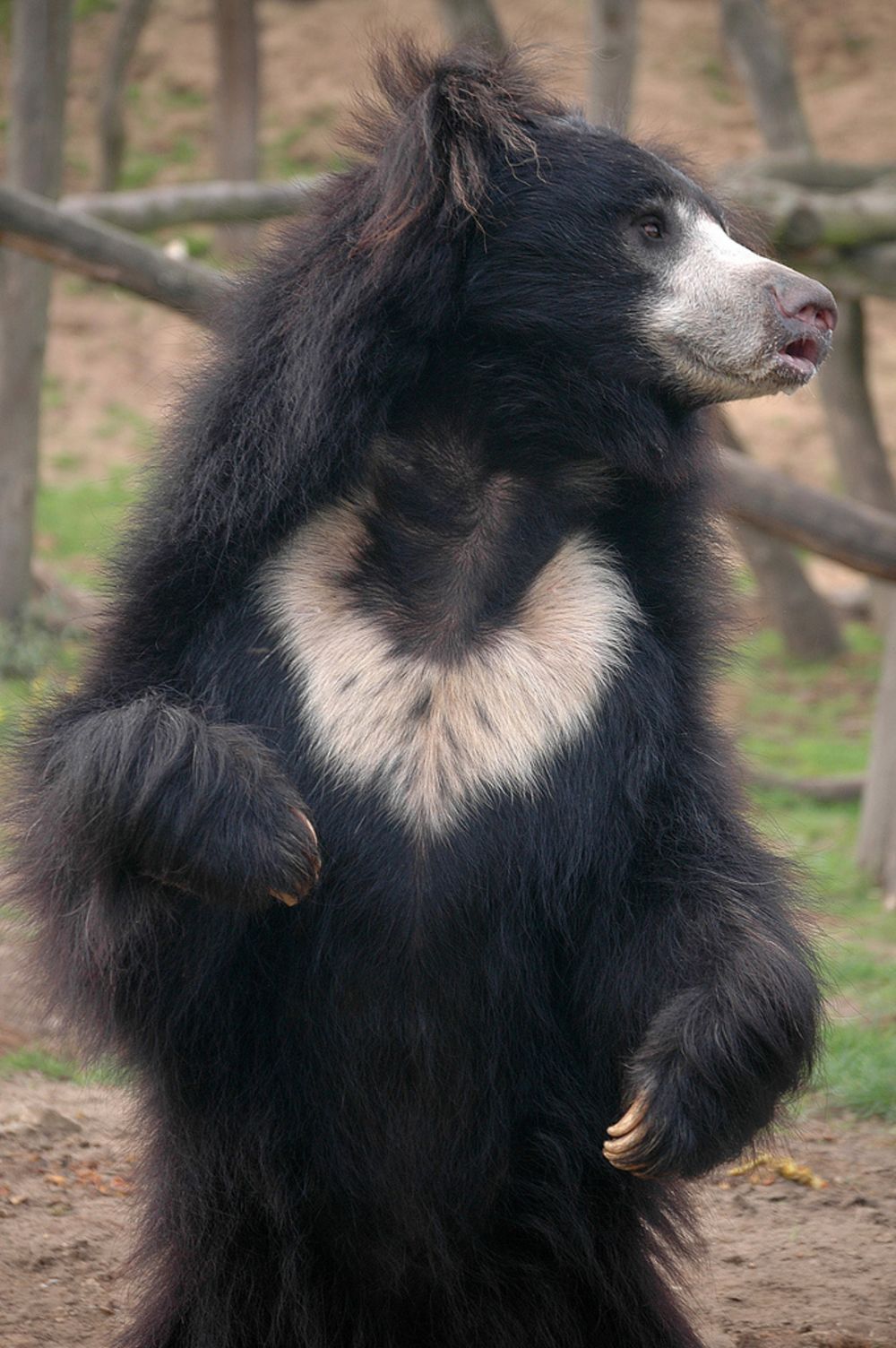 Mature grey bears image