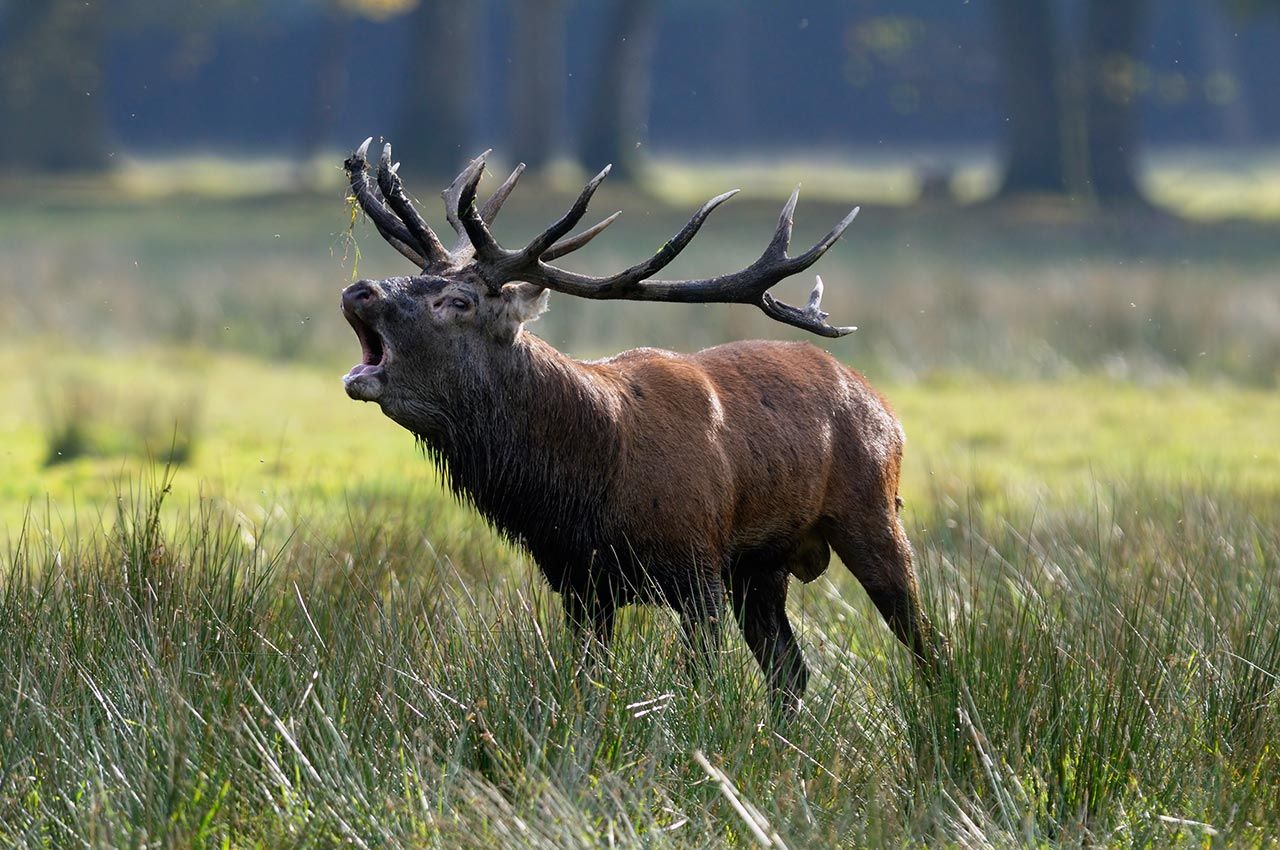 Helmet reccomend Mature male european red deer
