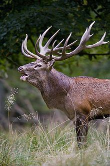 Nova reccomend Mature male european red deer