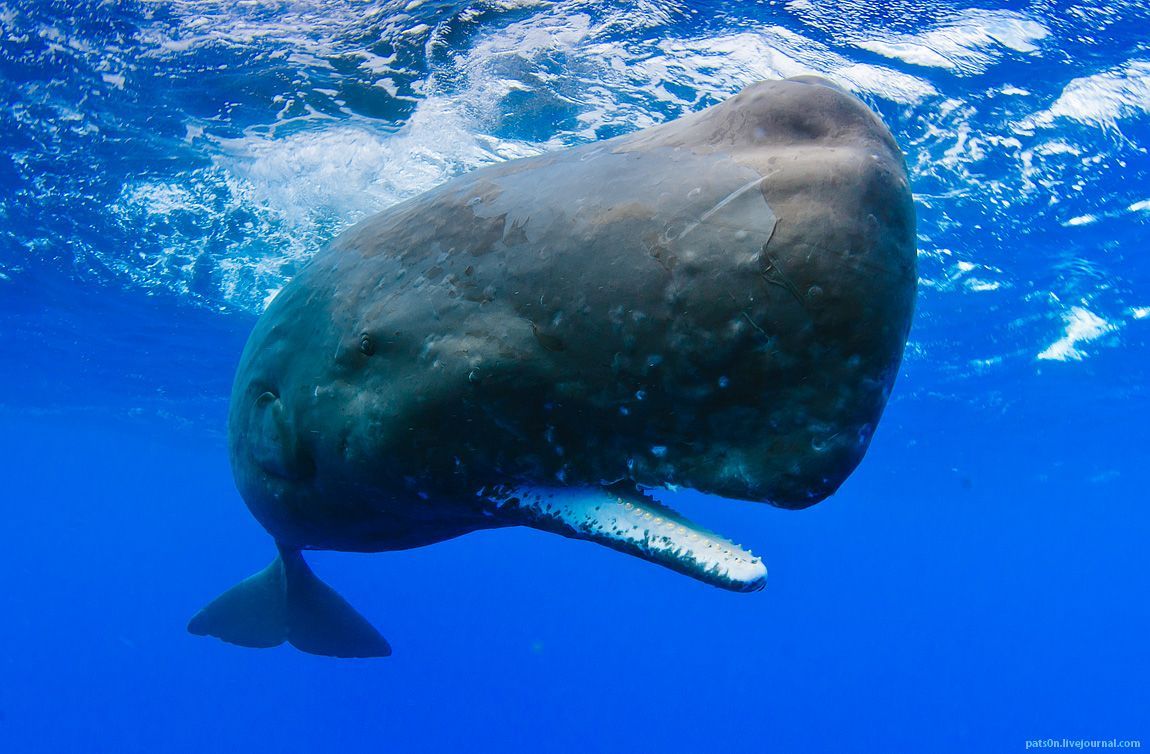 Ogasawara sperm whales