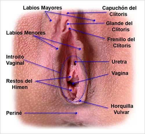 Partes De La Vagina New Sex Images Comments
