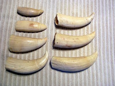 best of Sperm whale legally Selling teeth