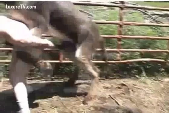 Girl Fucking Her Donkey