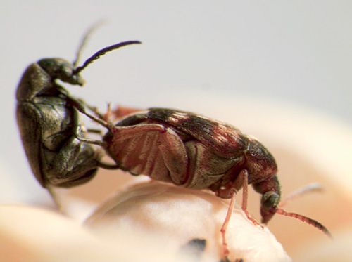 best of Beetle Sex position technique
