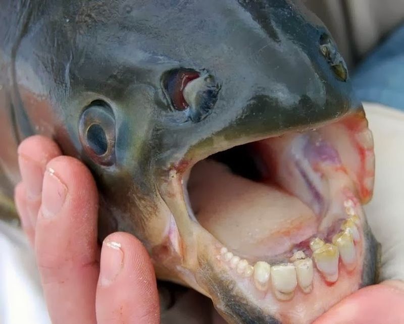 Catfish reccomend South american penis fish