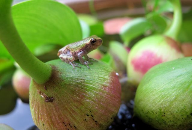 Slug reccomend Tree frog nudist resort