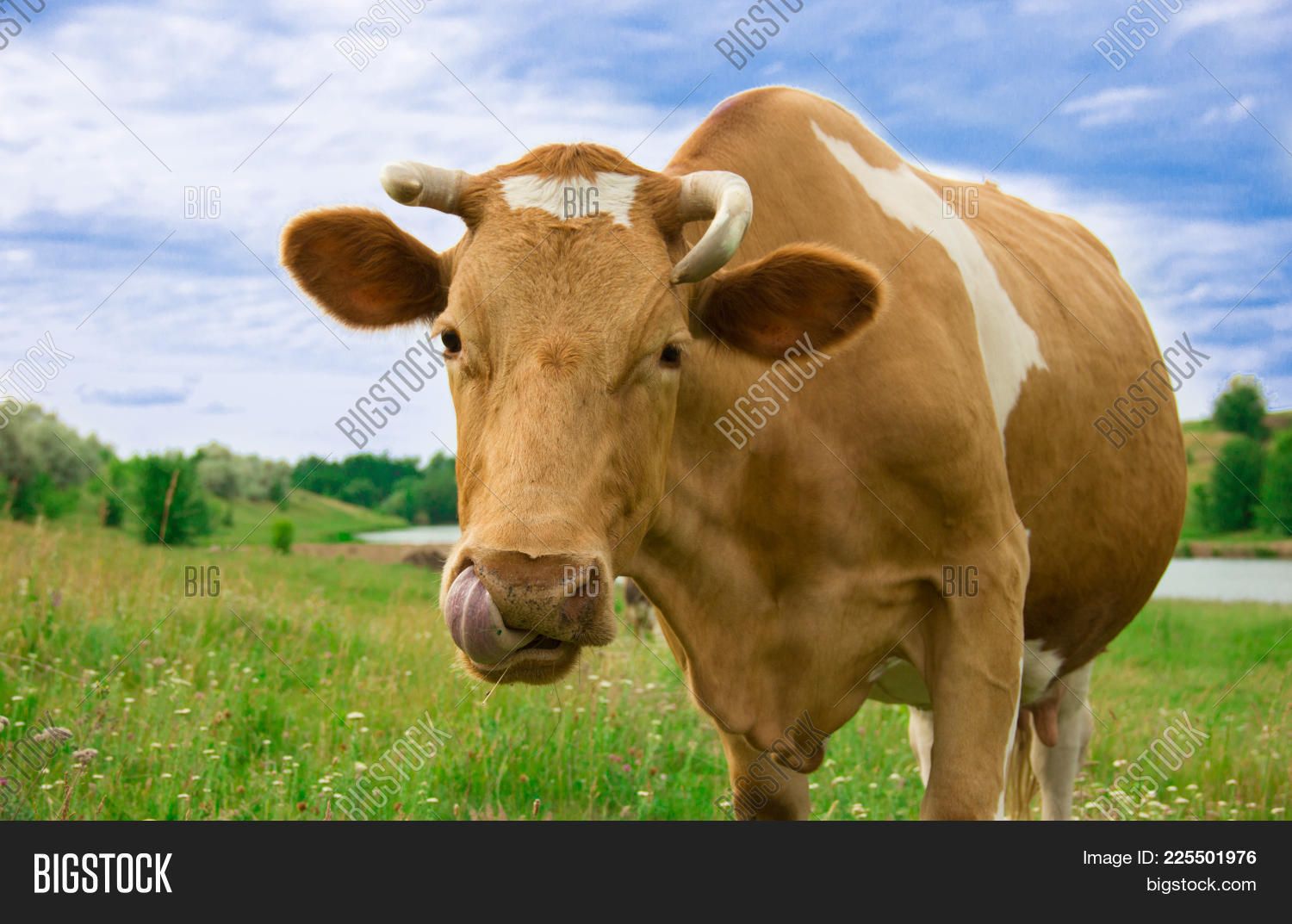 Pixy reccomend Why do cows lick their noses